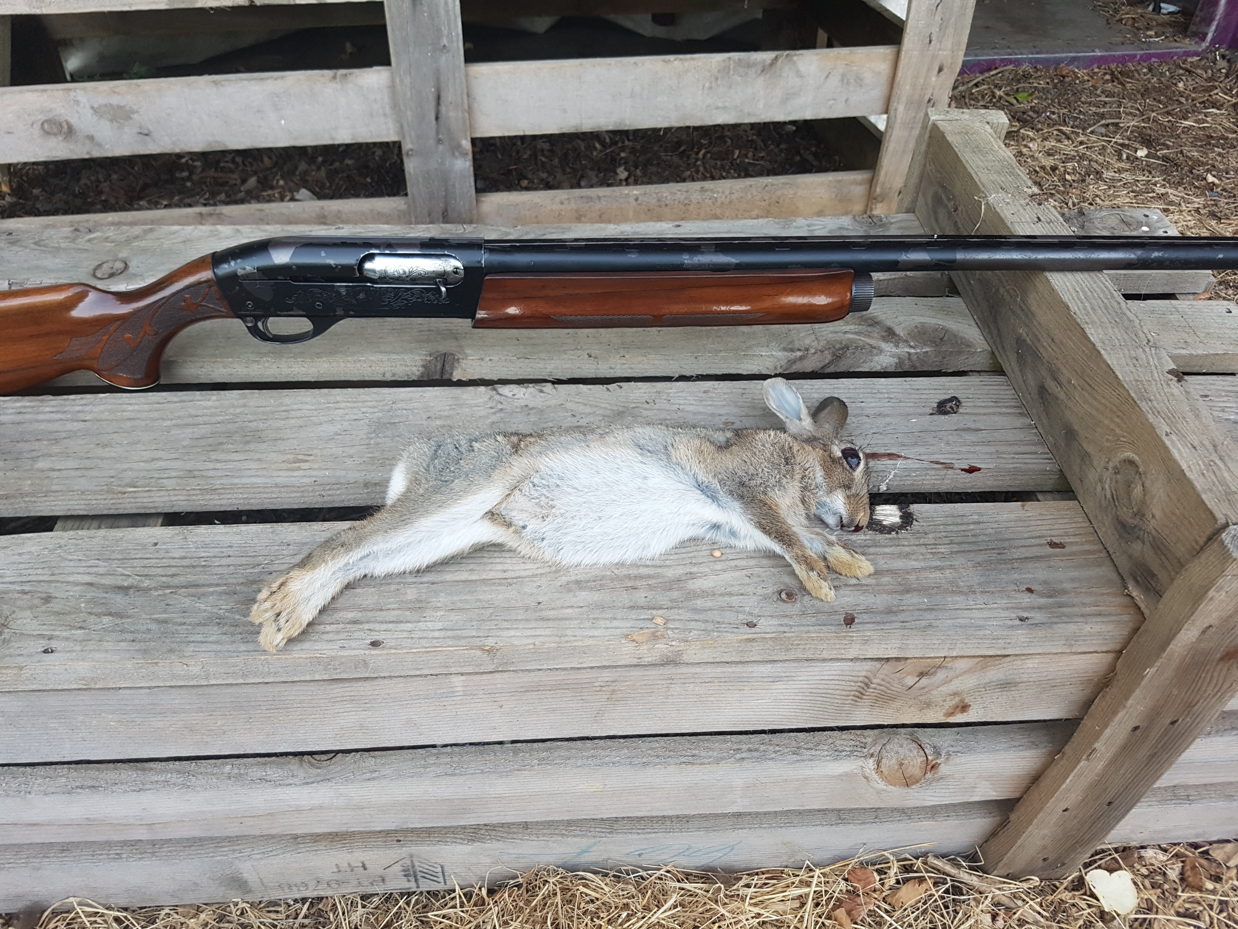 Remington 1100