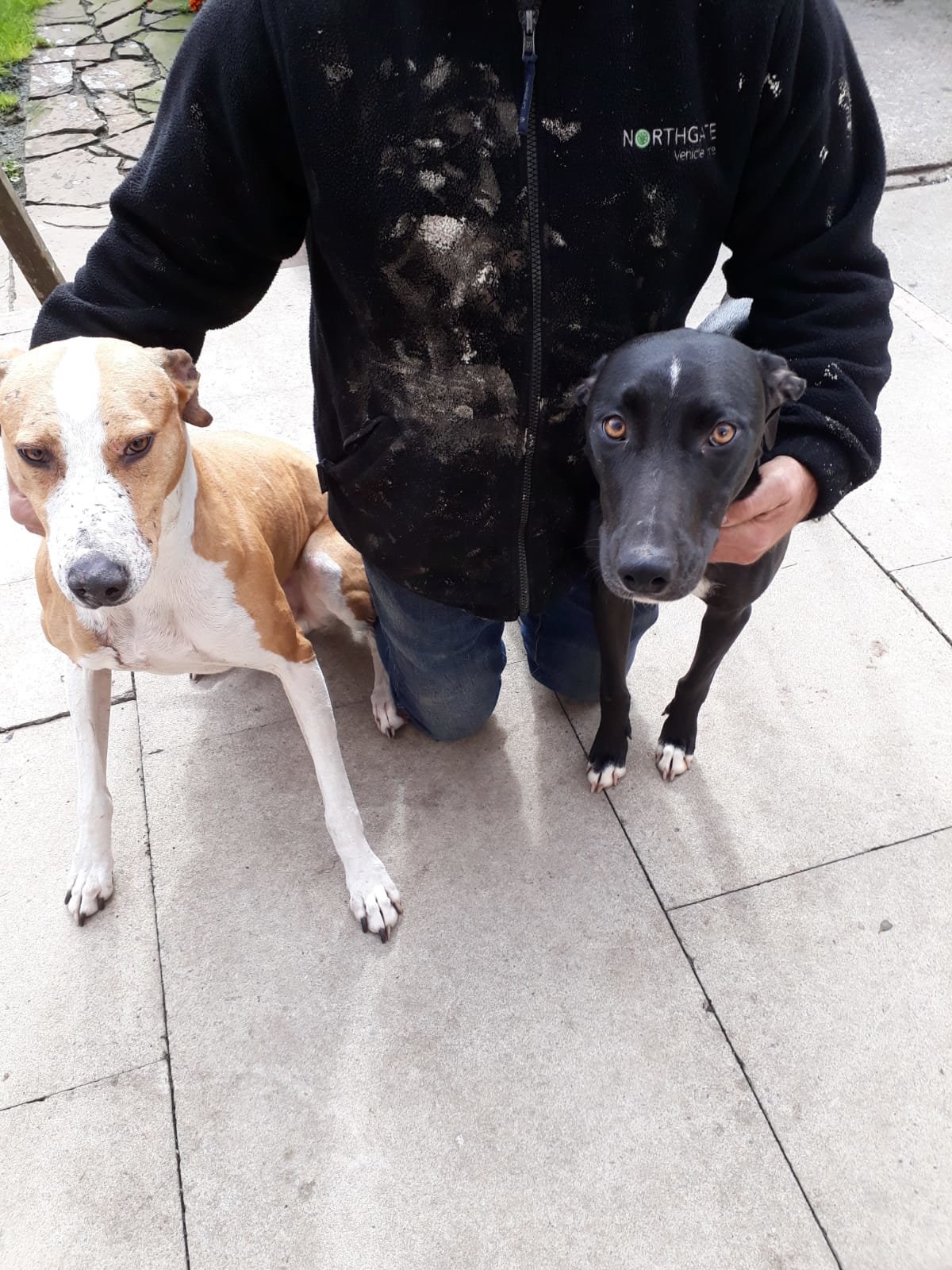 Bull lurcher pups