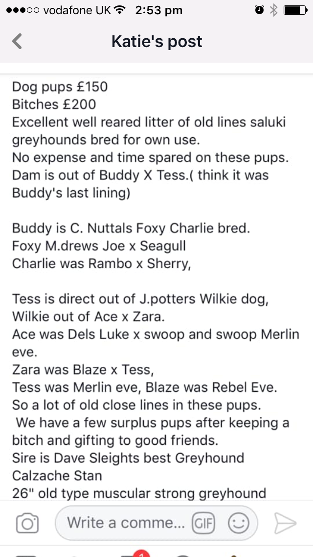 Old lines Saluki greyhound pups