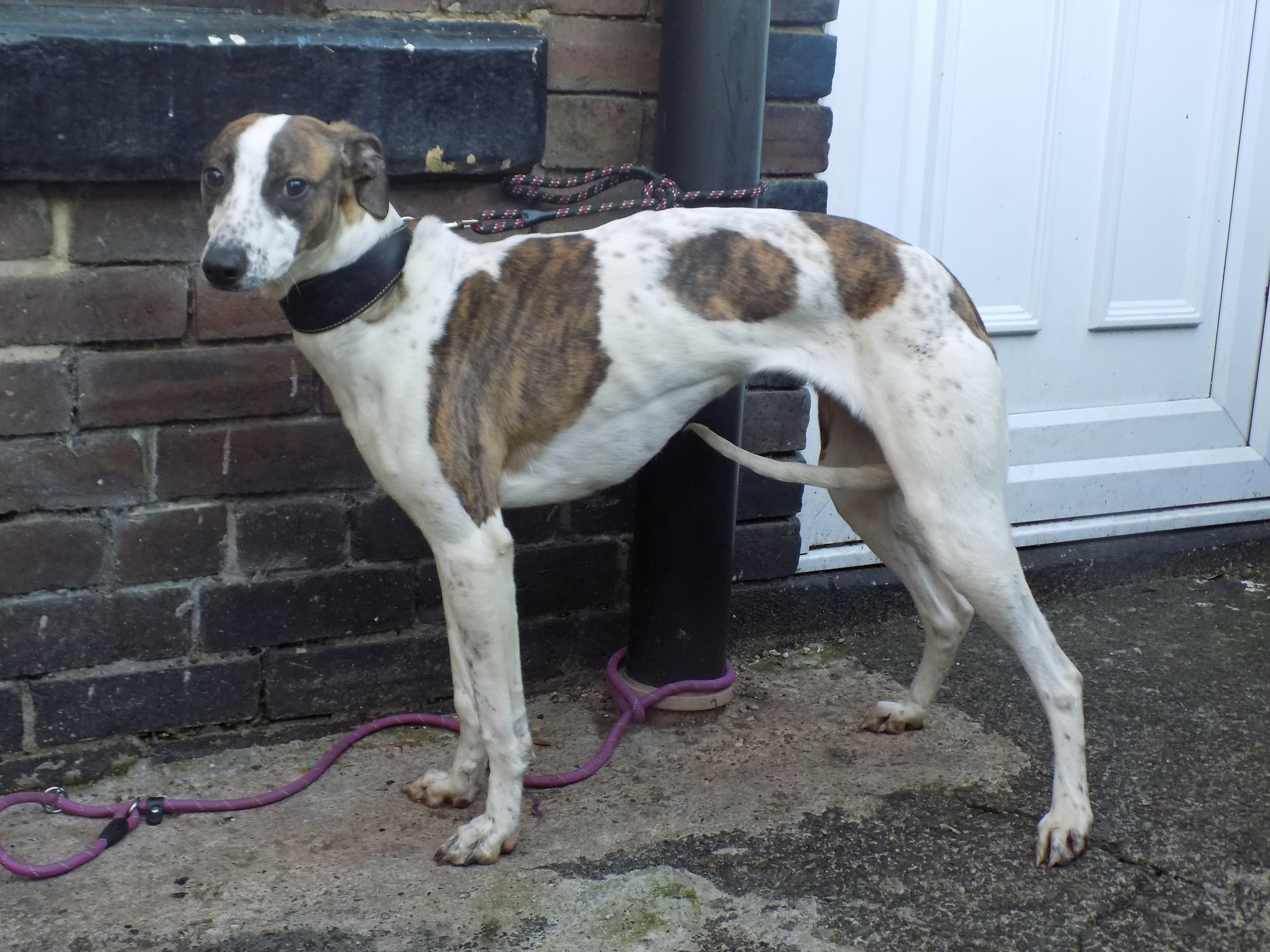 lurcher free to good home