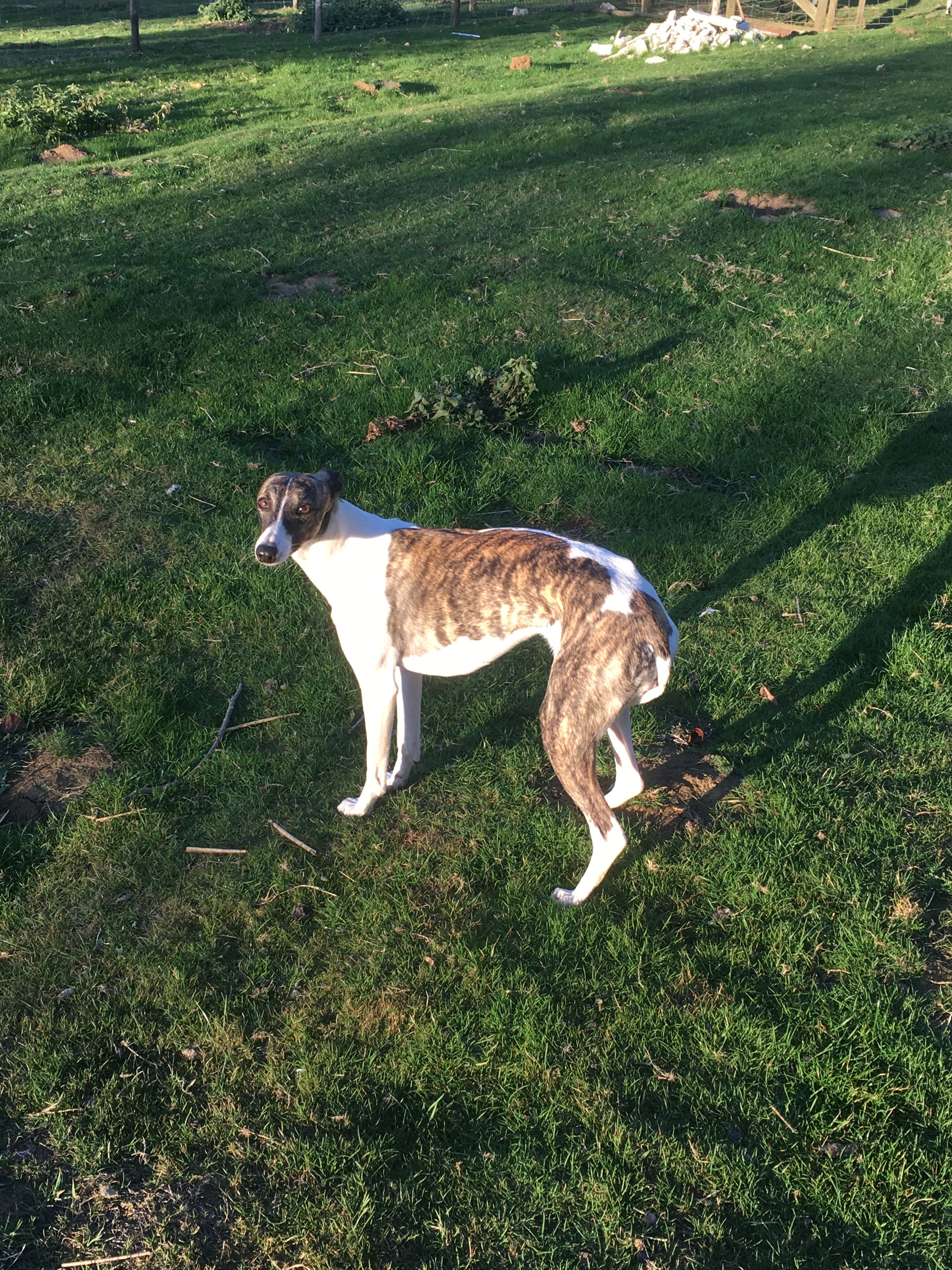 Whippet lurchers