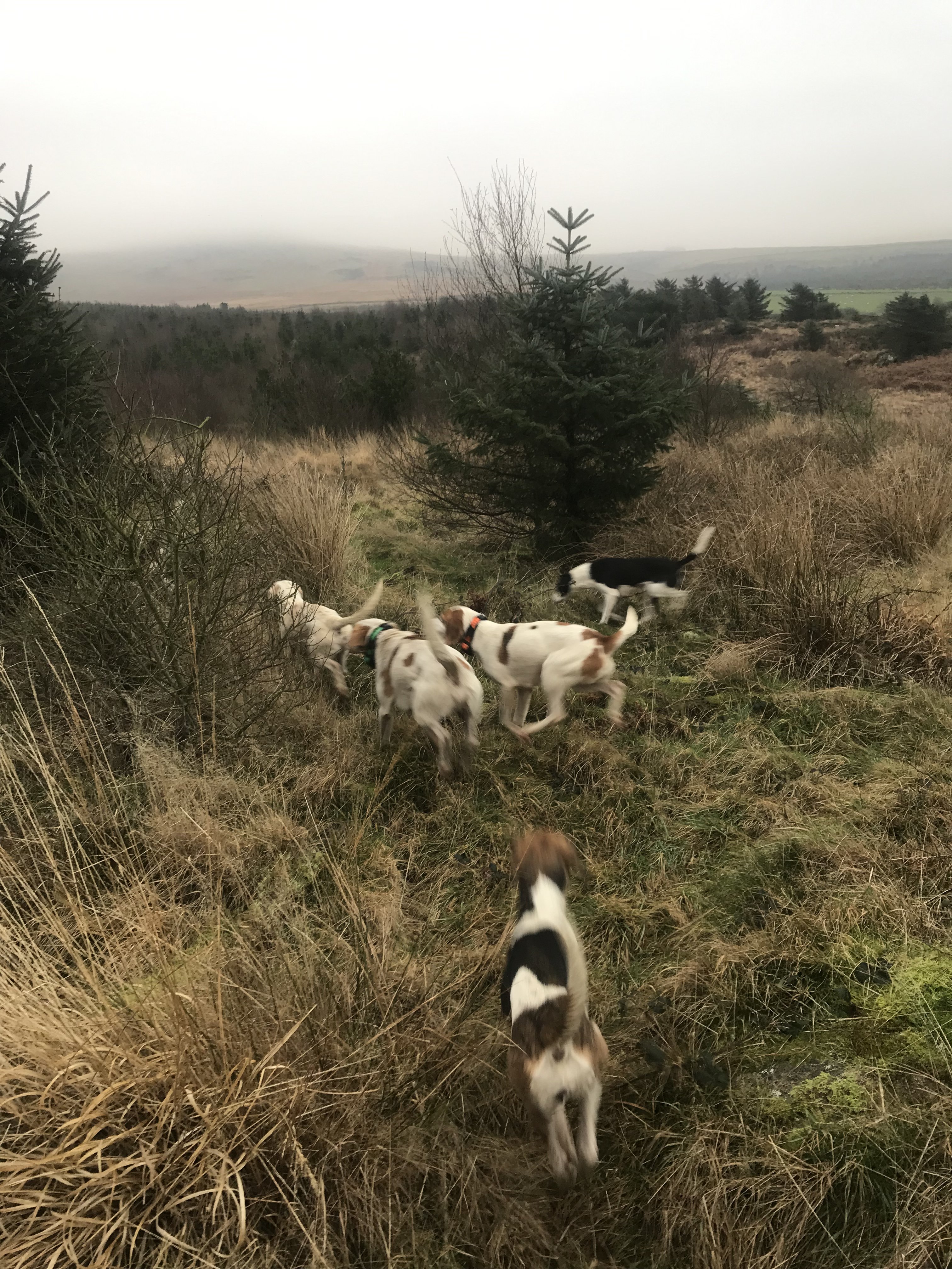 5 Hounds for sale