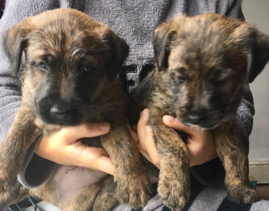 working irish terrier cross pups