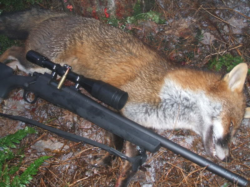 09fox.jpg.ede3e7592224debead6c03ffd66c9278.jpg