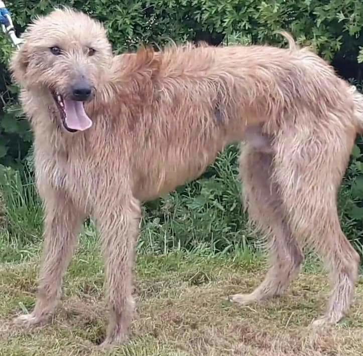 Norfolk lurcher breed 2025