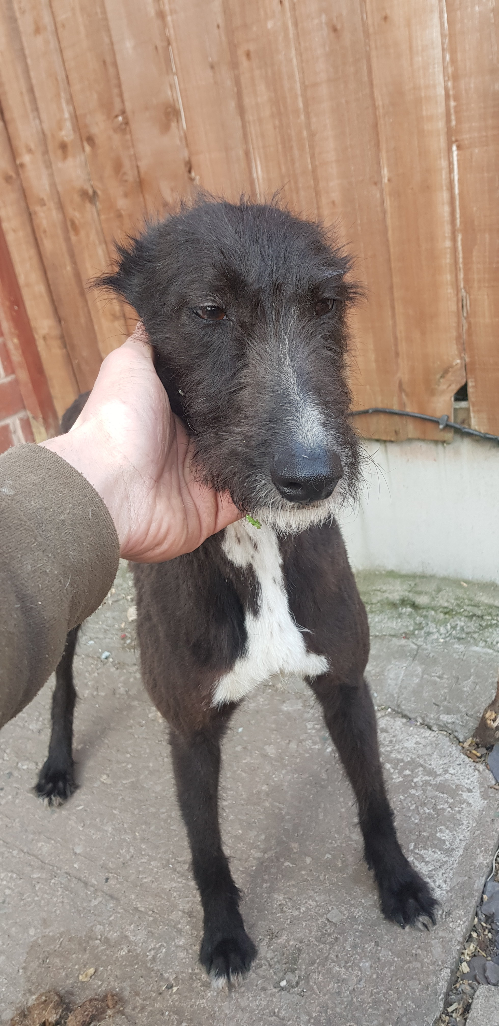 Beddy x whippet for sales sale
