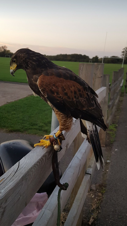 HARRIS HAWK