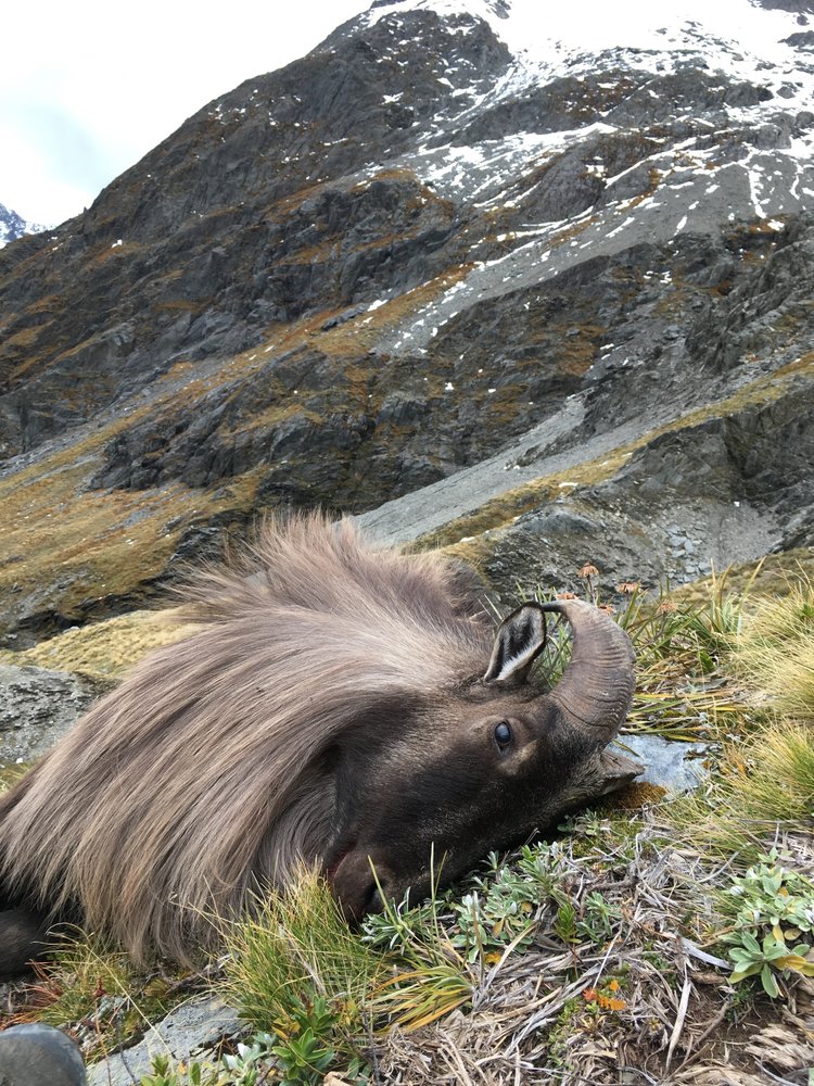 Tahr1.jpg.55f440753587c7bbe14621dbc6dd05c3.jpg