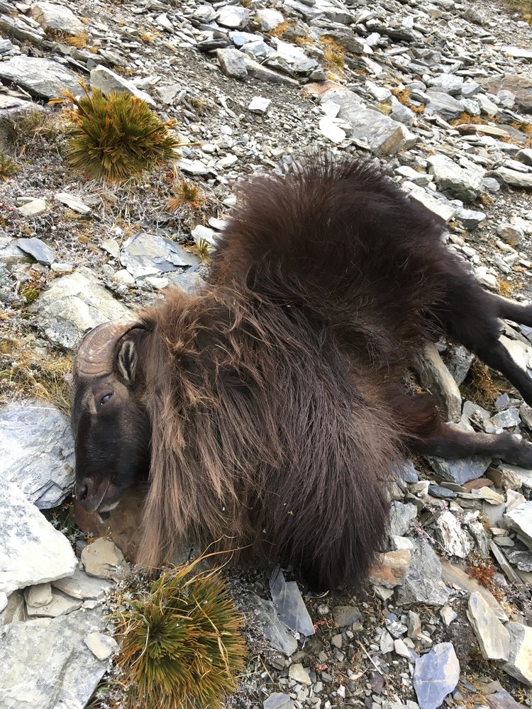 Tahr2.jpg.79de792ac7322d6c7407cfe24961c390.jpg