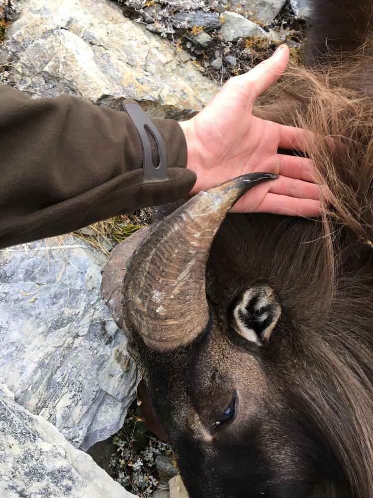 Tahr3.jpg.d6ba529761cff4cb9def462f275ff1eb.jpg