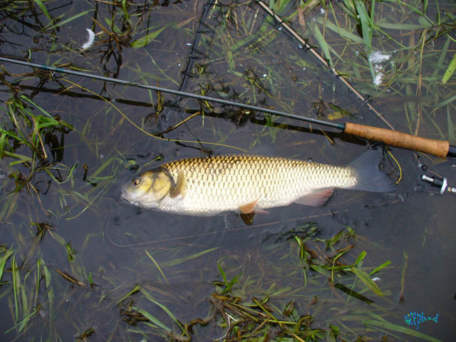 Harlington_Chub.jpg.394e431276477f8d93f07007456d21c9.jpg