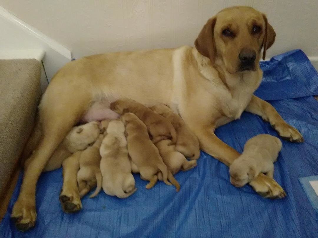 Foxred/Yellow Labrador pup's SOLD SOLD