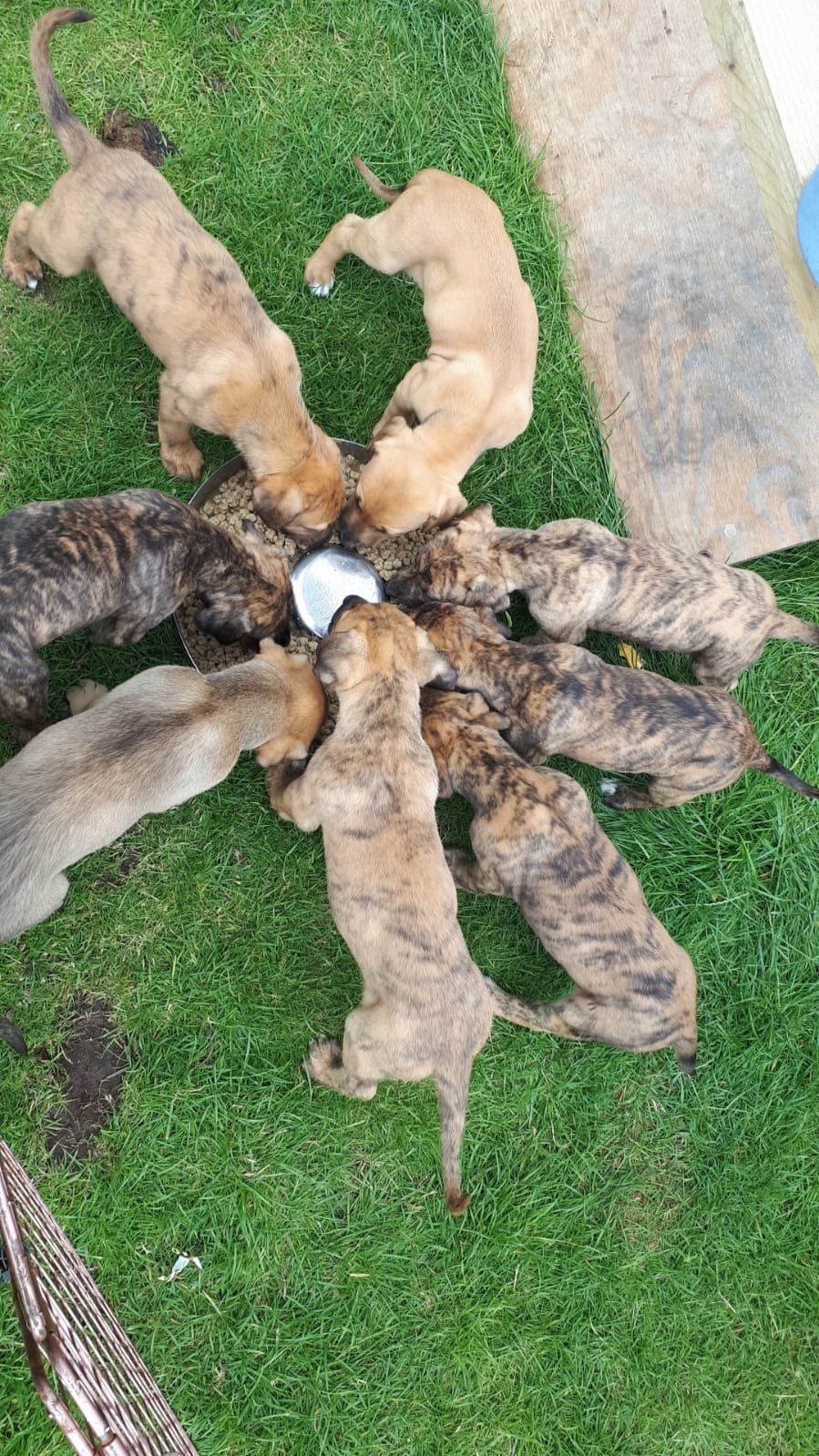 Lurcher pups