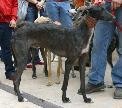 galgoespanolblackwirehairLR.jpg.8aa82539eadc433df461a331e0aef5aa.jpg