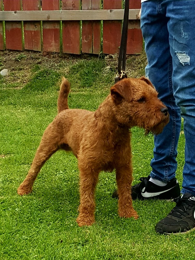 middleton lakeland terrier