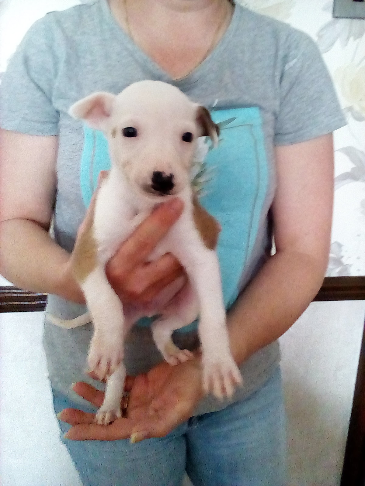 Wheaten Bull Greyhound Pups