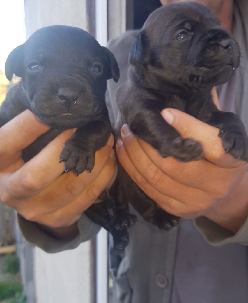 4 dog pups for sale