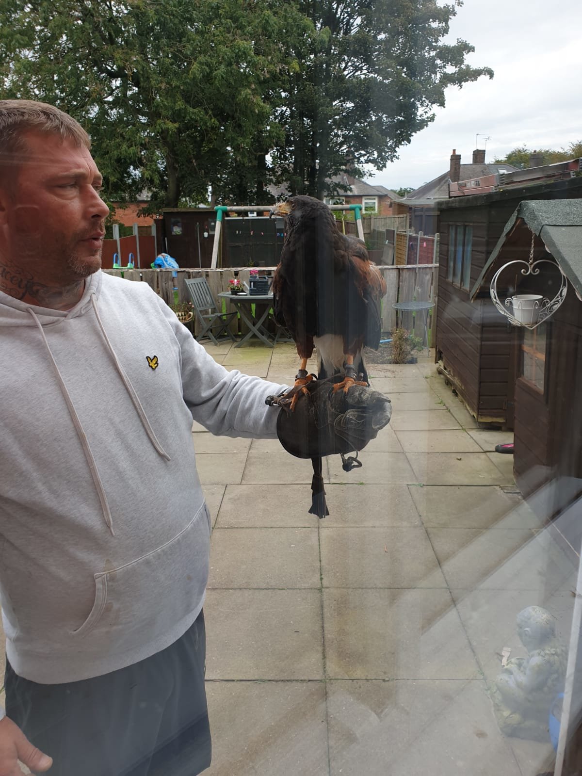 Large female Harris hawk