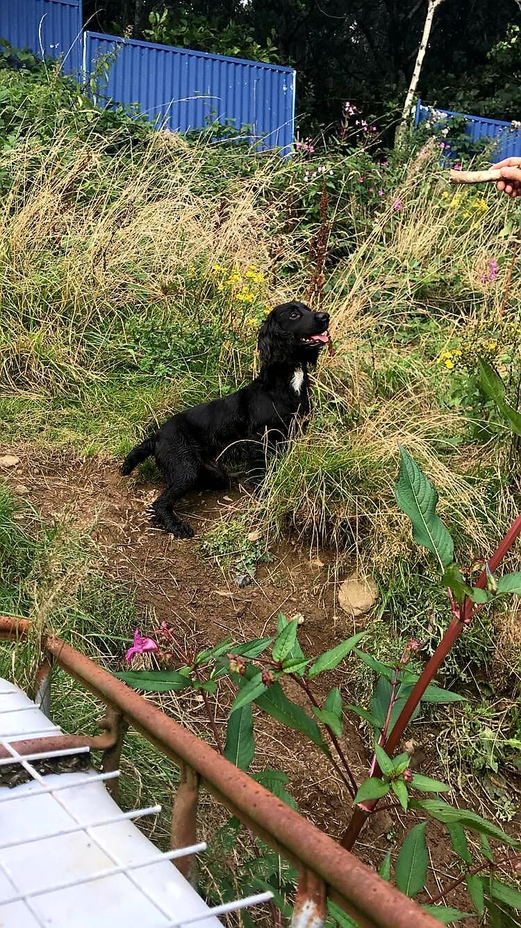 Cocker spaniel pups