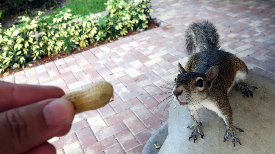 feed-squirrels.jpg.4463df5b00646e1647e14d3e30ac6cb7.jpg