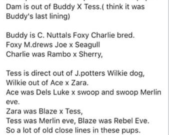 Well Bred Coursing Bitch