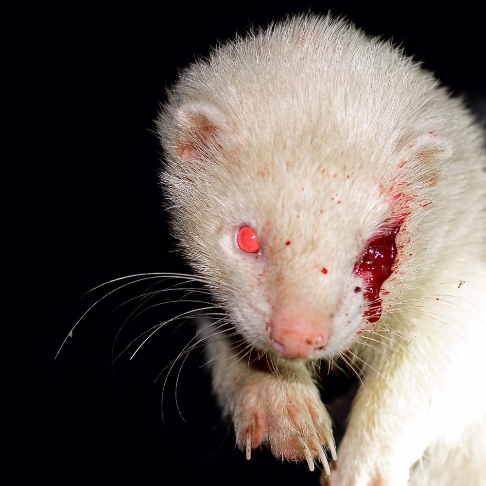 1361088886_Ferret5.jpg.077d819103ecbadbdf92c088cad6a749.jpg