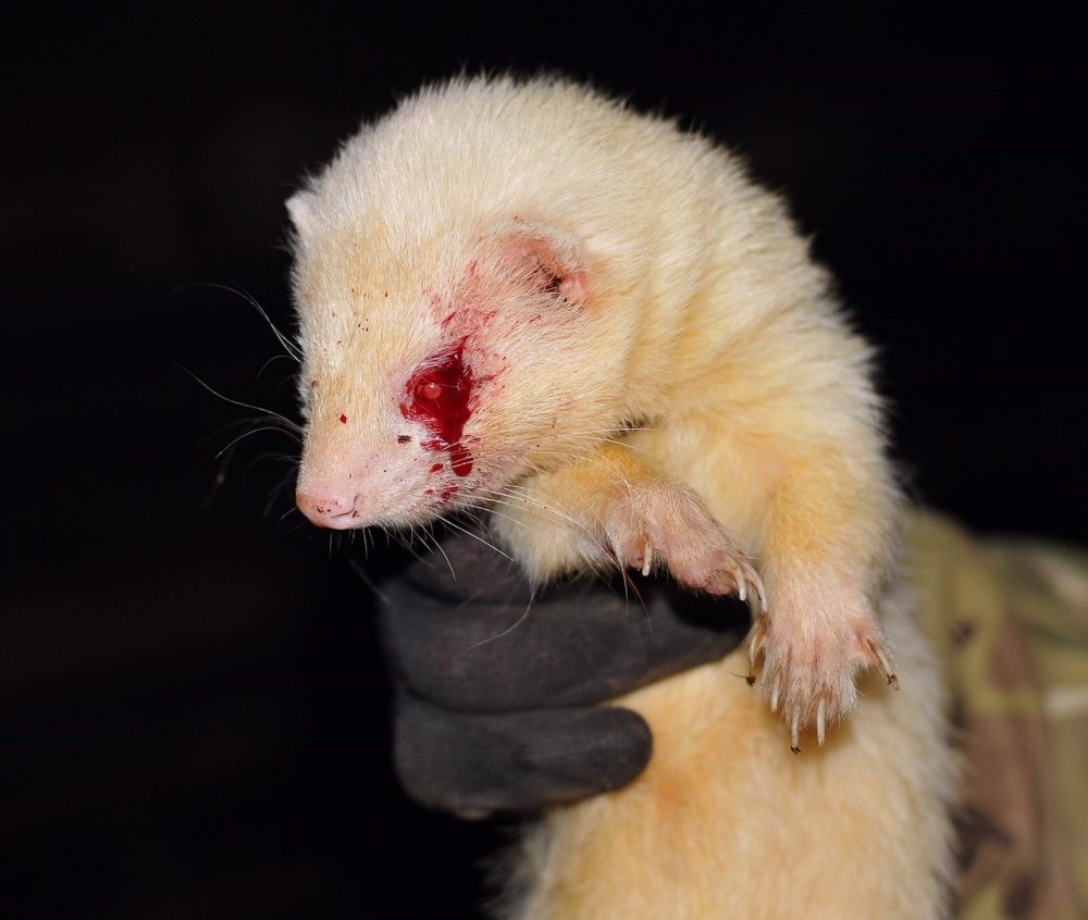 1710538580_Ferret4.jpg.020db5a3e17f8886fadaa966ea2f732e.jpg