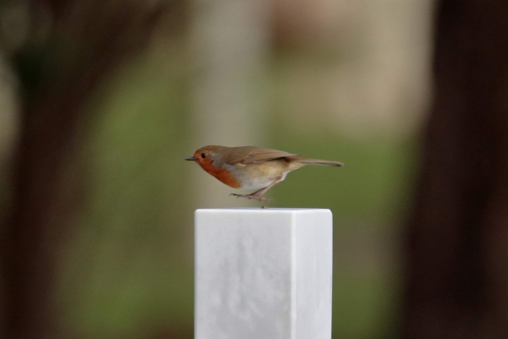 robin.JPG.afcc8cae200a9f57582e9e4e629843ac.JPG