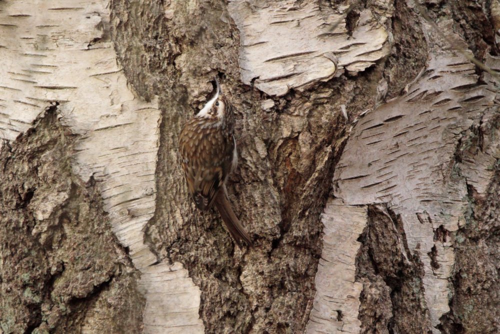 1677846409_Brookwoodboneyard084.JPGtreecreeper.JPG.cce4b467f2556d9d6a0c2117c5309565.JPG