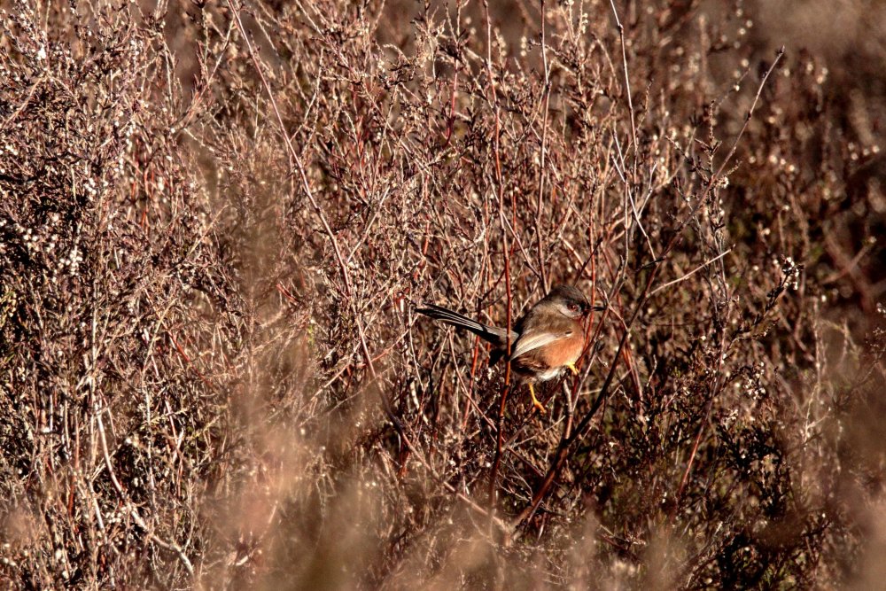 929768910_Dartfordwarbler001.JPG.e64717fcfdf768f09b9d5292a1042d51.JPG