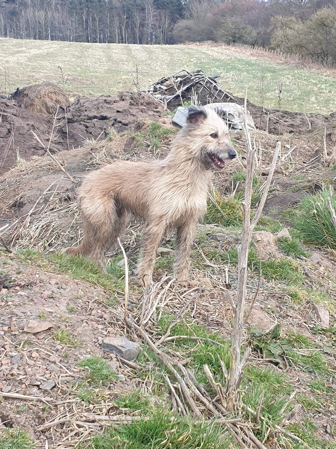 Rough coat lurcher puppy