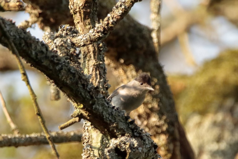 blackcap.JPG.568b3d57a1b3f60ae0f57e737ef1bb41.JPG