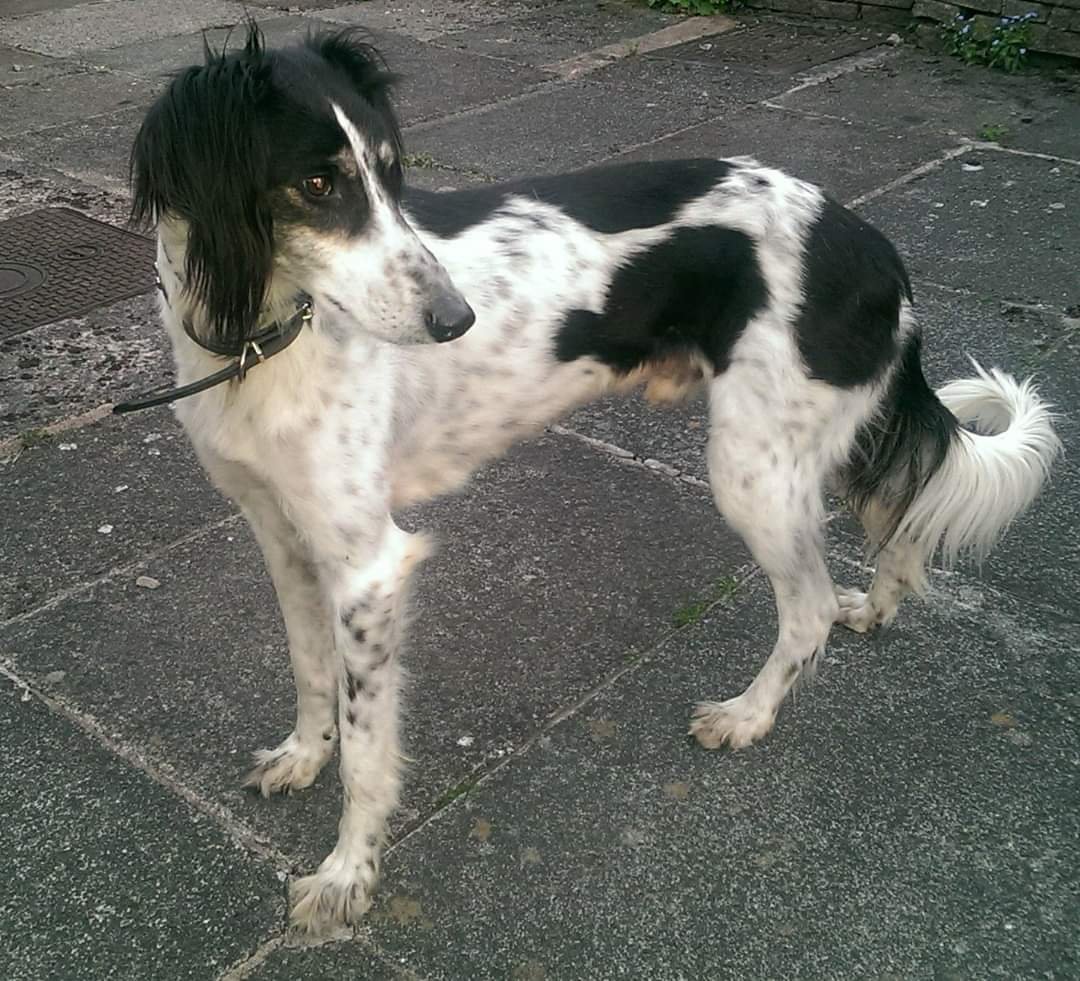 3/4 saluki grey wanted