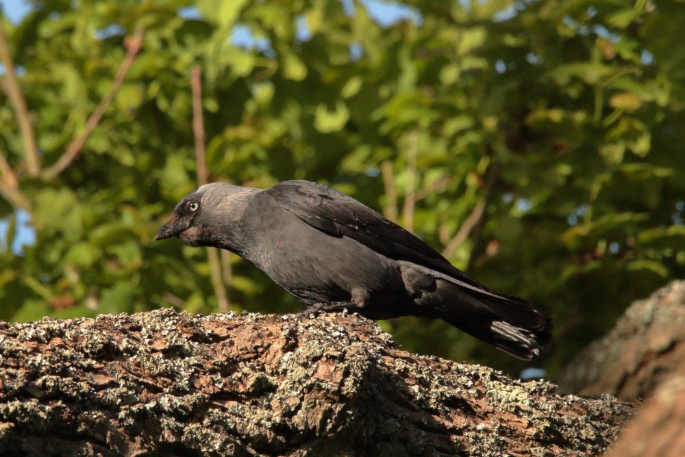 jackdaw.JPG.753c8ba1f7ae421936bba3da64608030.JPG