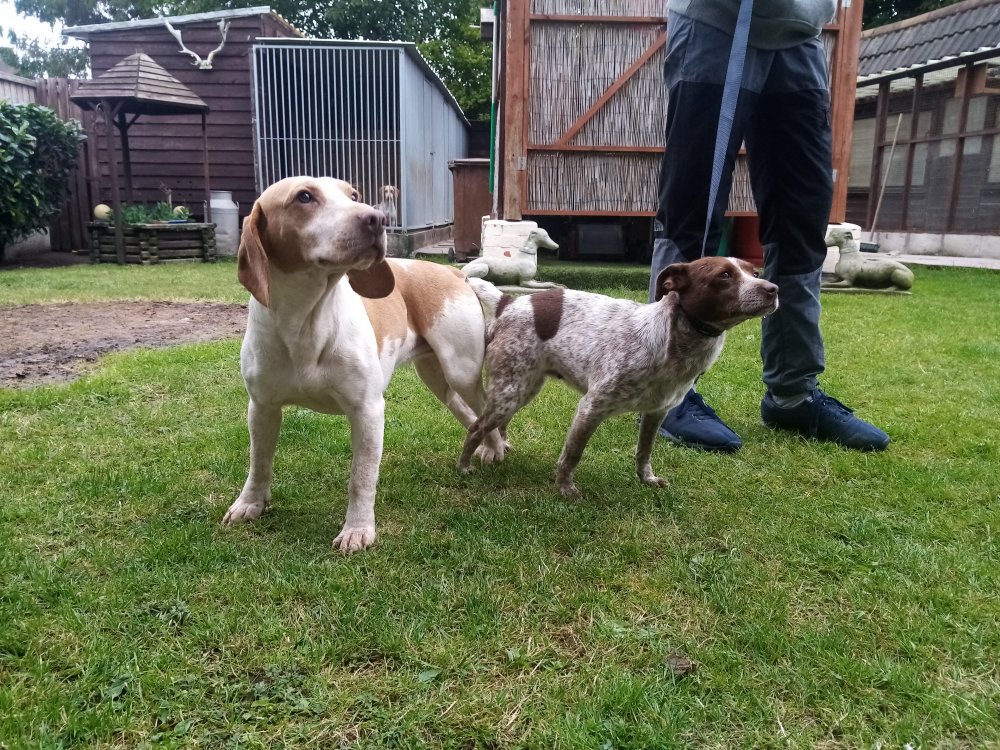 The hunting shop life bushing dogs