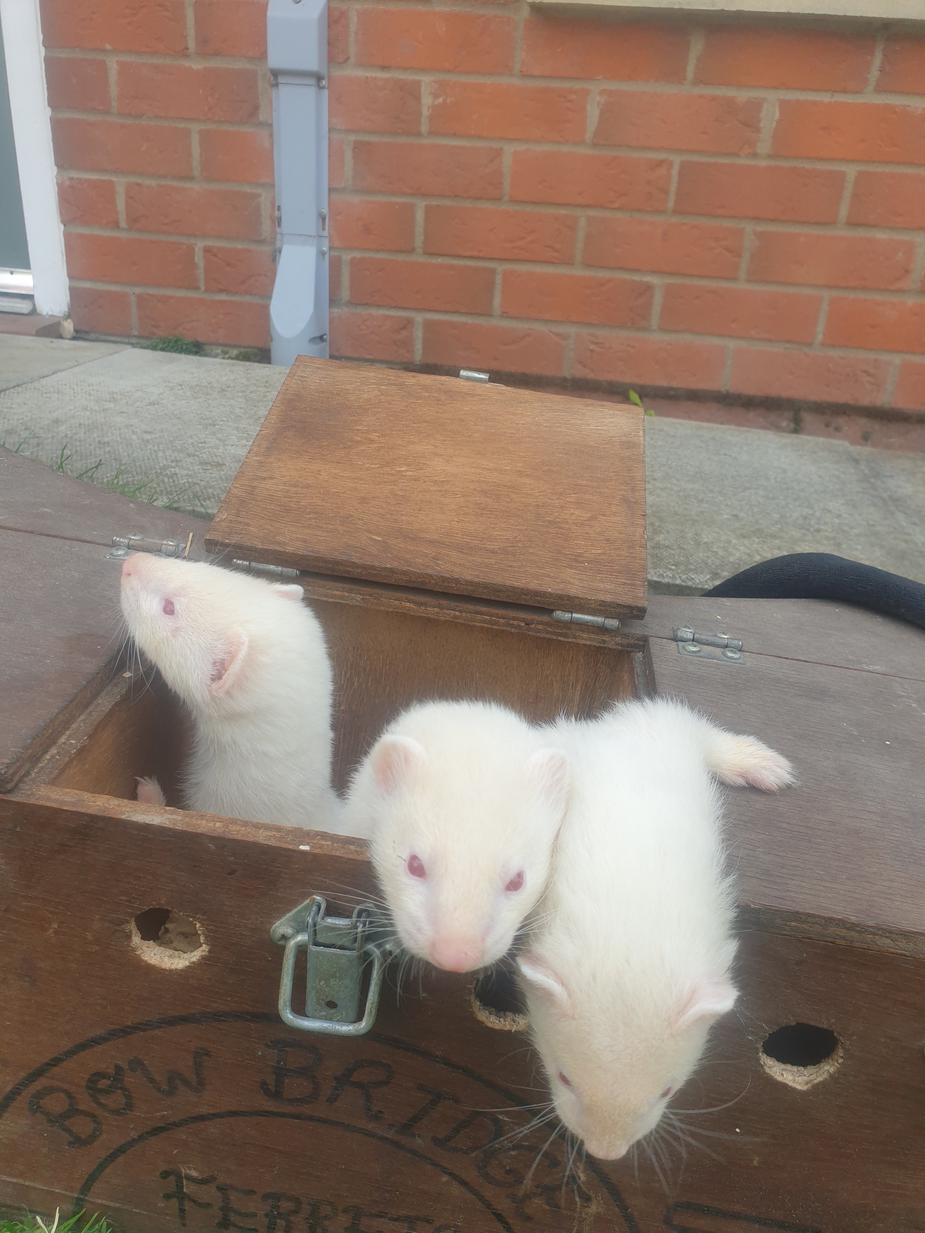 3 albino hob kits east Yorkshire