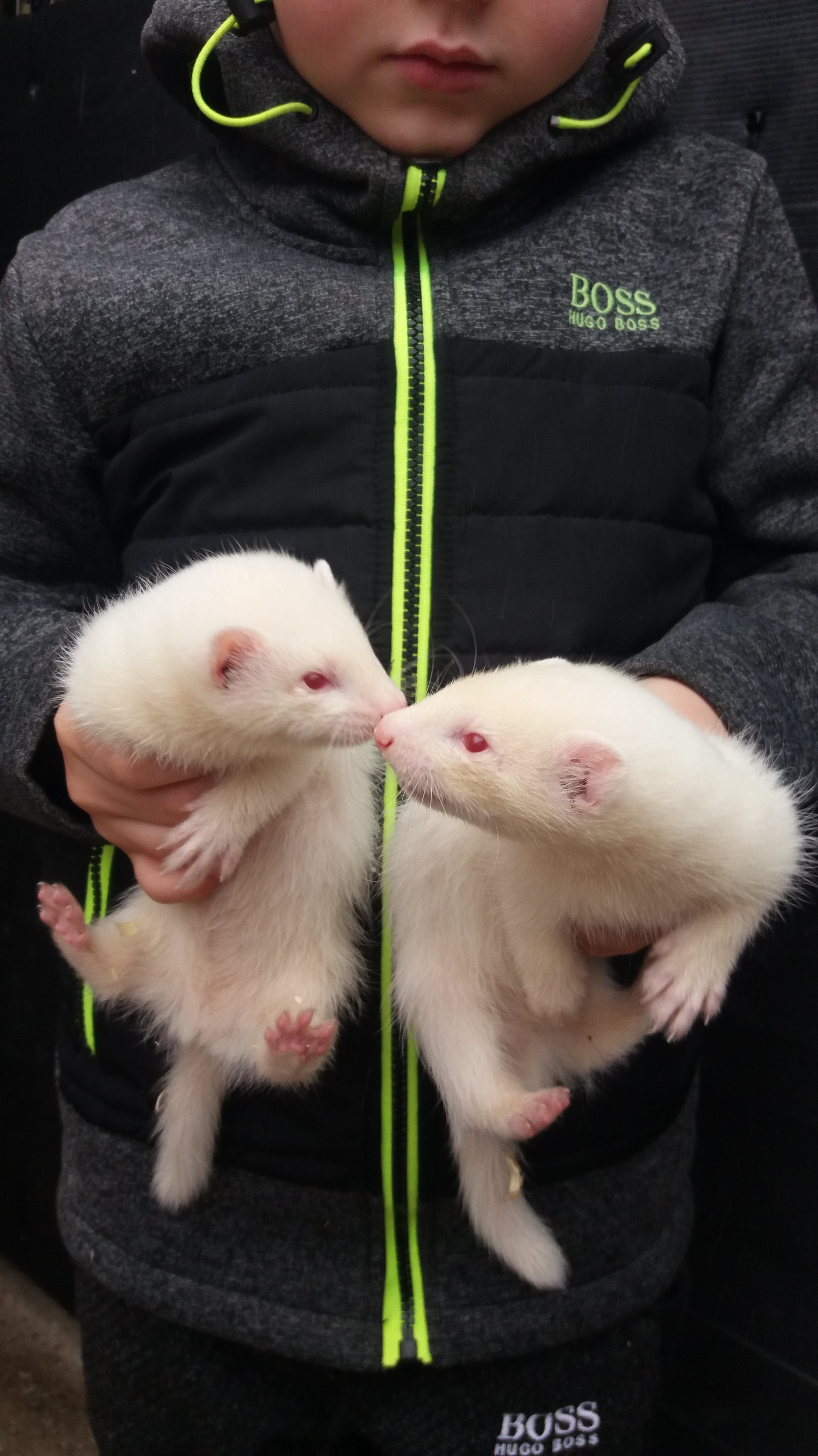 Albino ferret kits