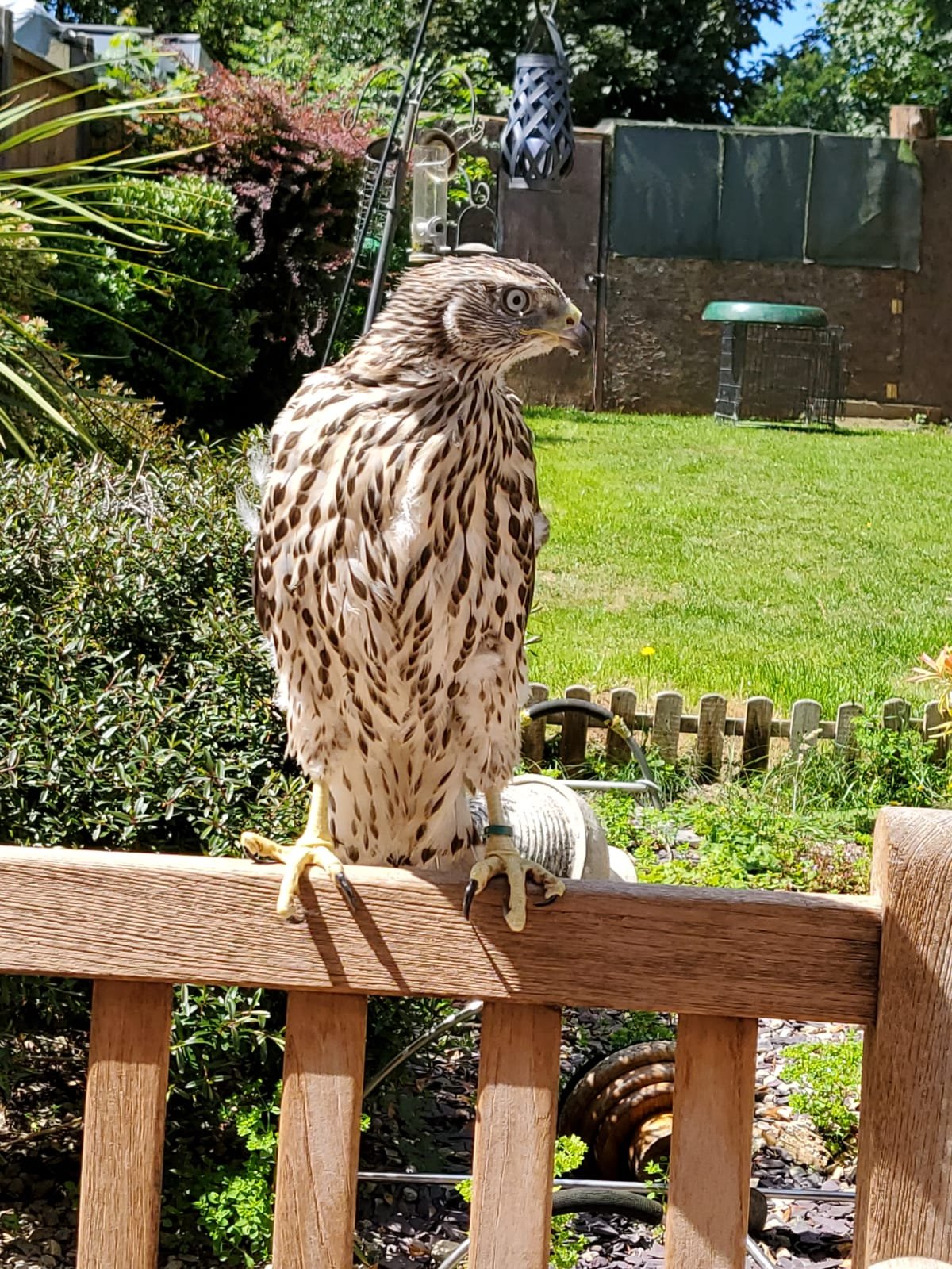 Young female goshawk 50/50