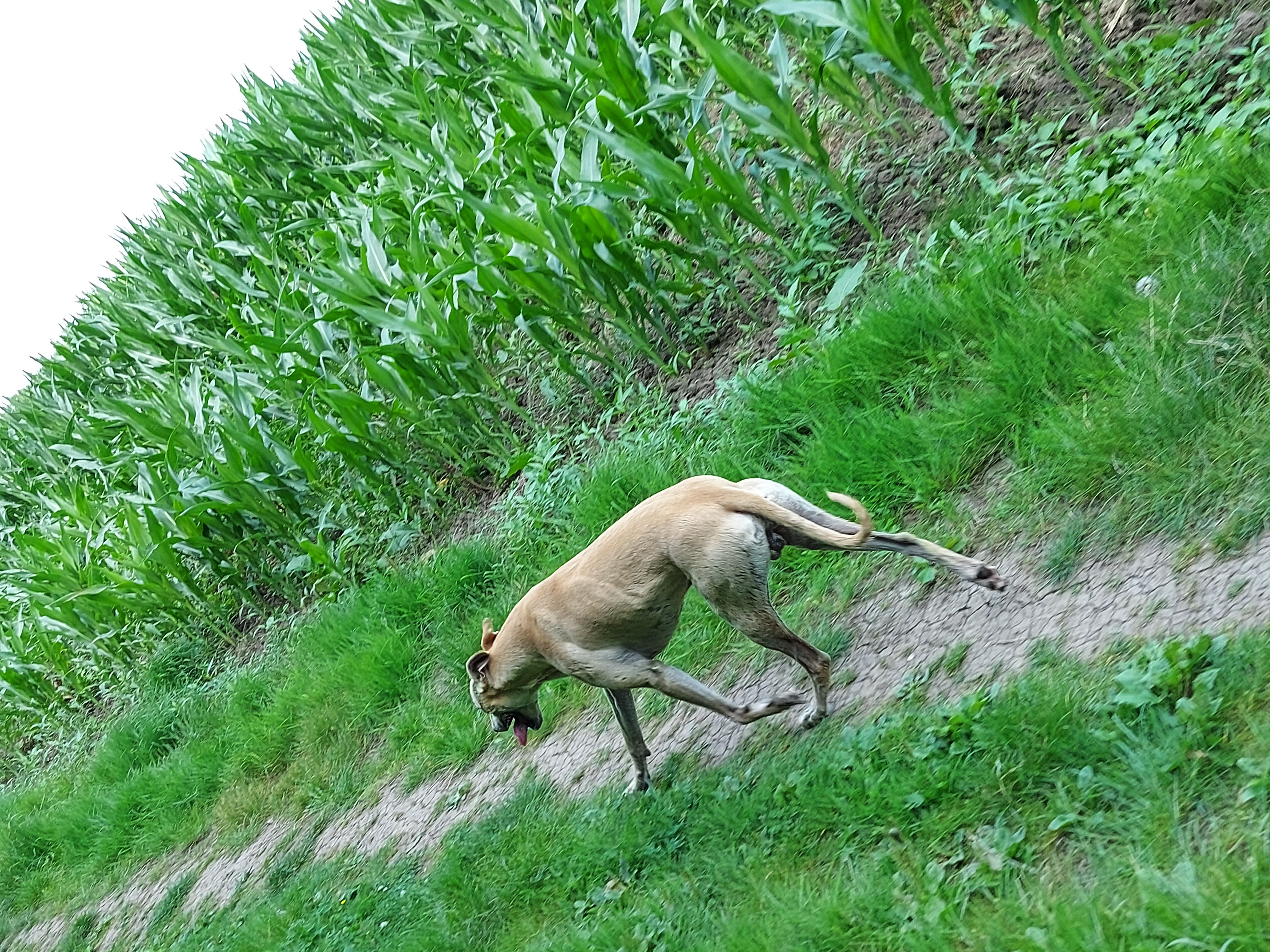 Bull greyhound