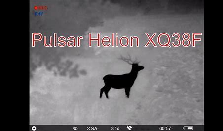 Wanted Pulsar XQ38F