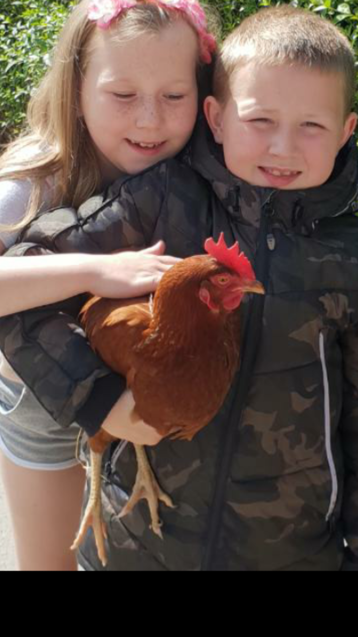 Hen FREE TO GOOD HOME