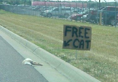 free_cat.jpg.2c243db504581b86ca88063af47541b0.jpg