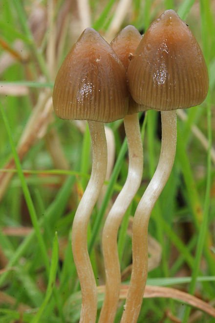 440px-Psilocybe.semilanceata_Alan.jpg.fba15559a6ded75c0c1bfda2a54c8e2b.jpg