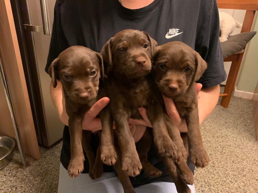 Chocolate patterdale puppys