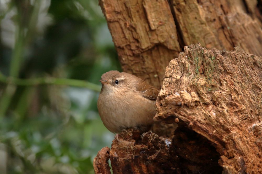 Wren.JPG.34b496fa6482b32414554d74734a3f68.JPG