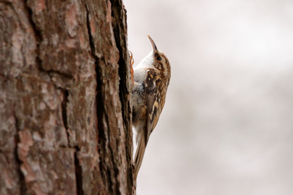 treecreeper.JPG.ab0cf74a91fc6c356ed323f2f9039a3e.JPG