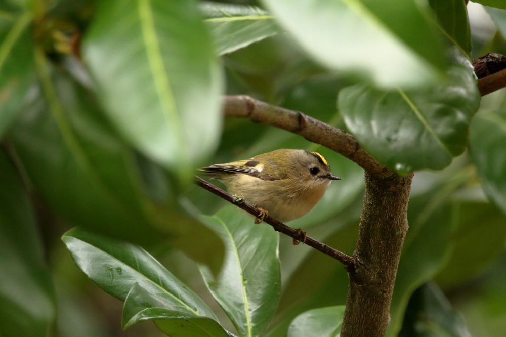 1637415715_GoldCrest.JPG.457de1100c1de2912463796831262ae8.JPG