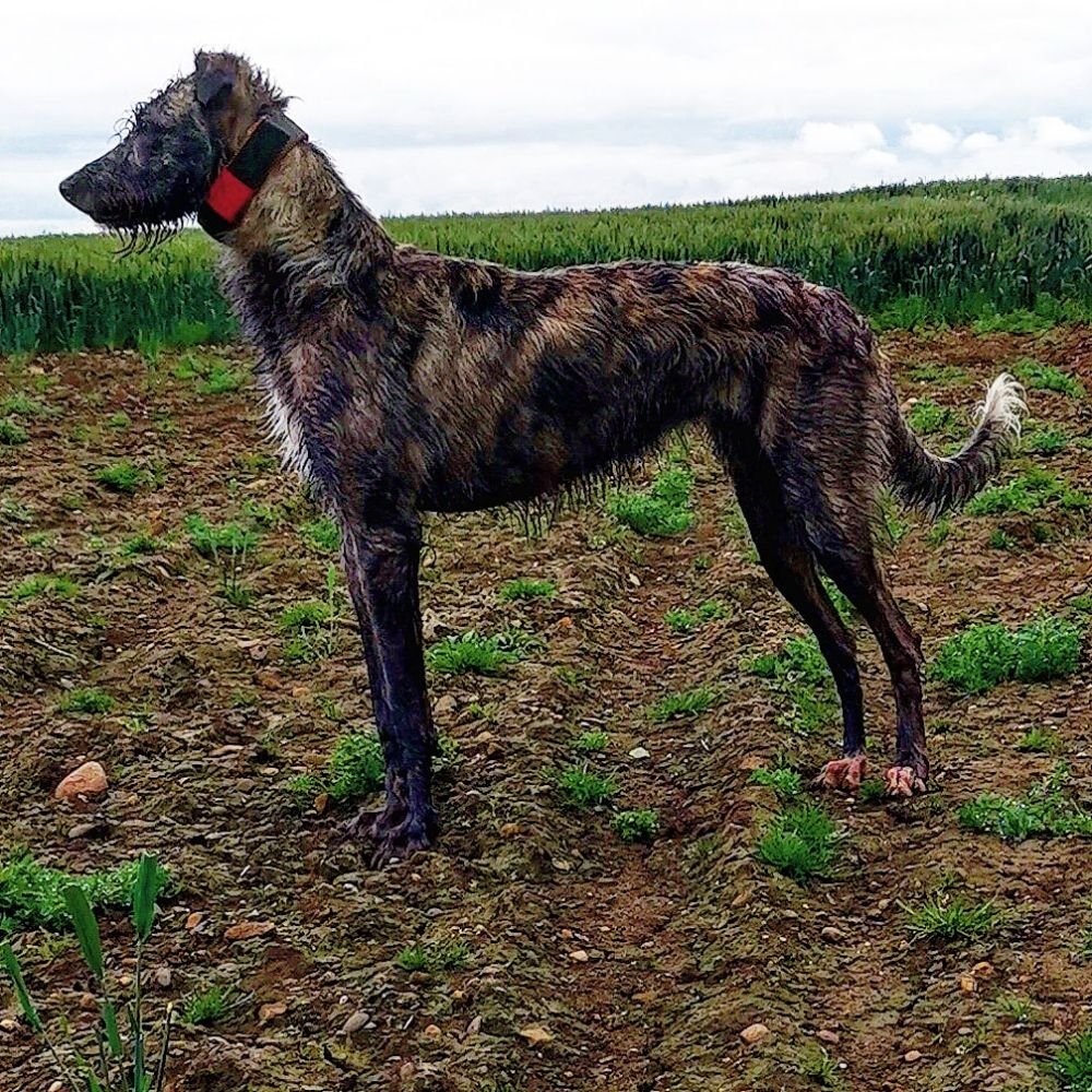 Deerhound x best sale collie