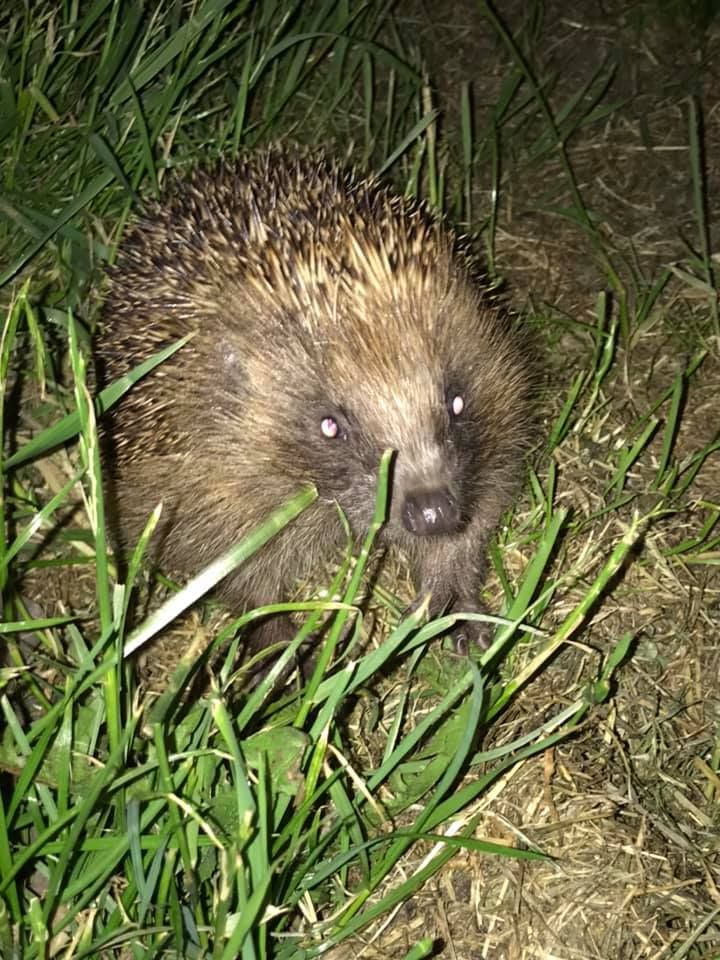 hedgepig2.jpg.bc9a4cbecd0de9203fa7373556133181.jpg