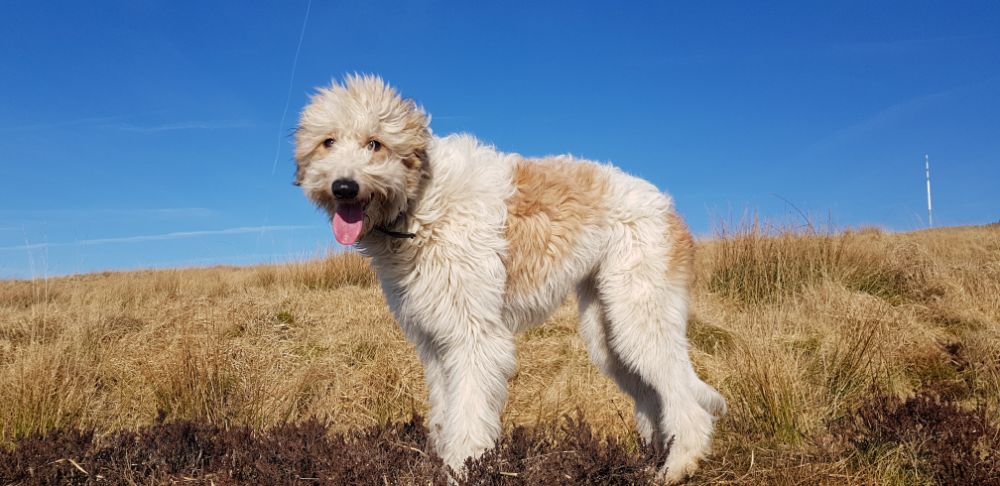 Norfolk shop lurcher breed